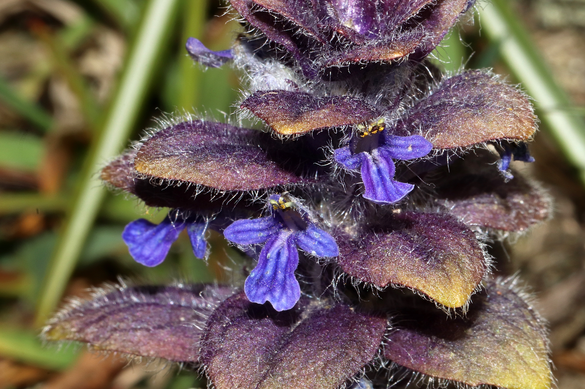 Ajuga pyramidalis