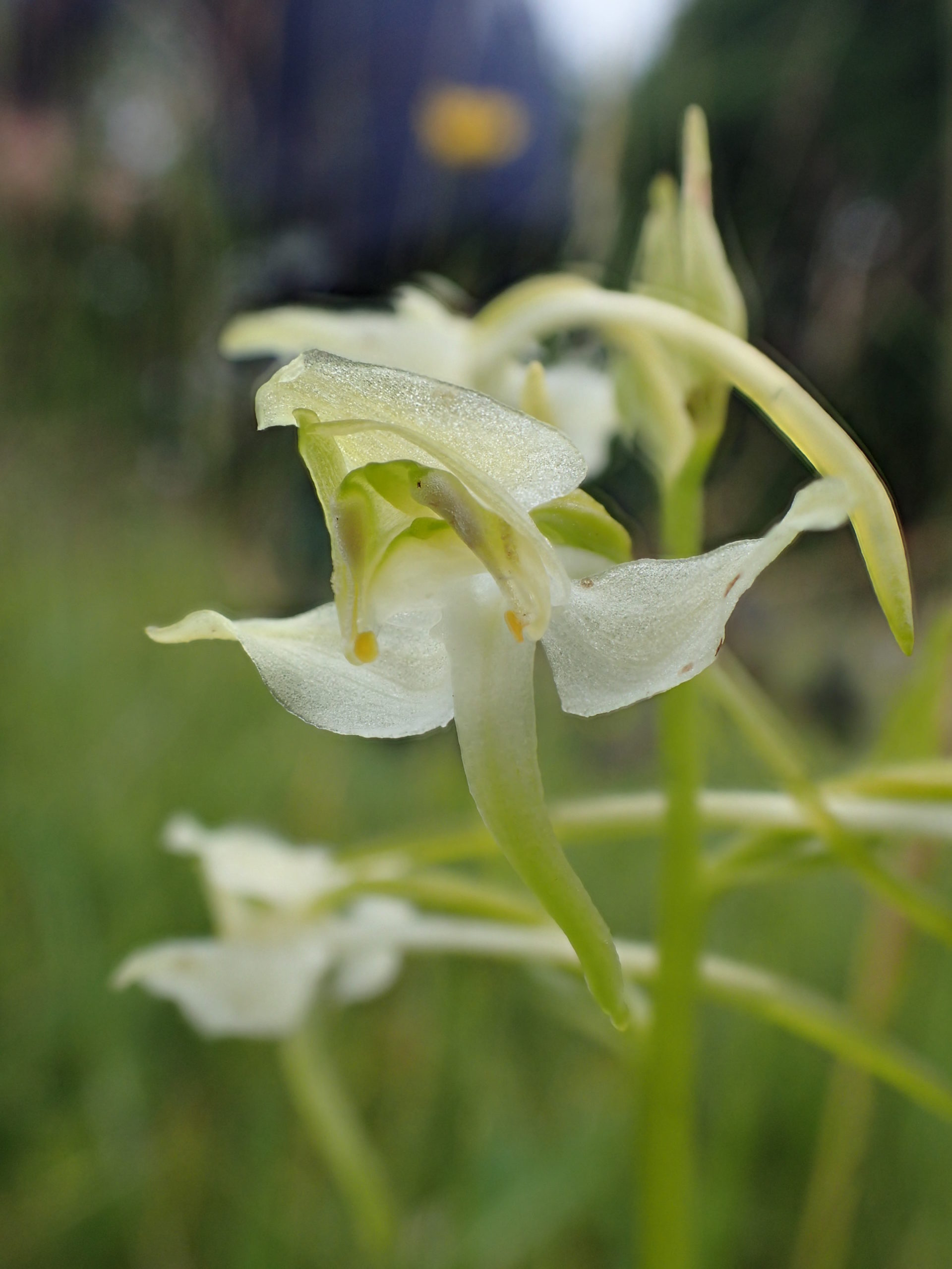 Greater Butterfly-orchid (Platanthera chlorantha) by Hazel Metherell