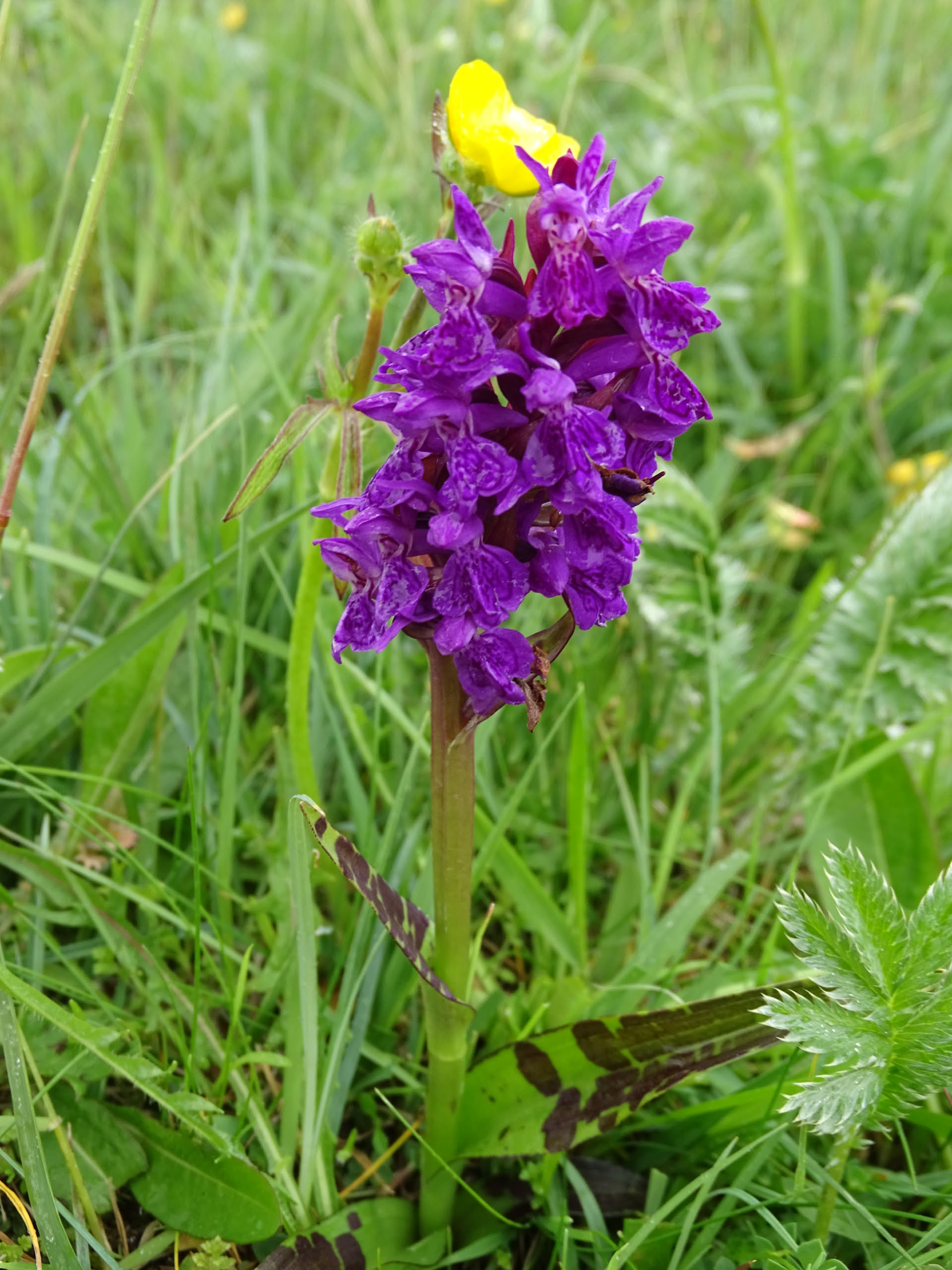 Hebridean Marsh-orchid (Dactylorhiza ebudensis), Lingeigh Corran Goulabaidh , North Uist by Mark Tulley