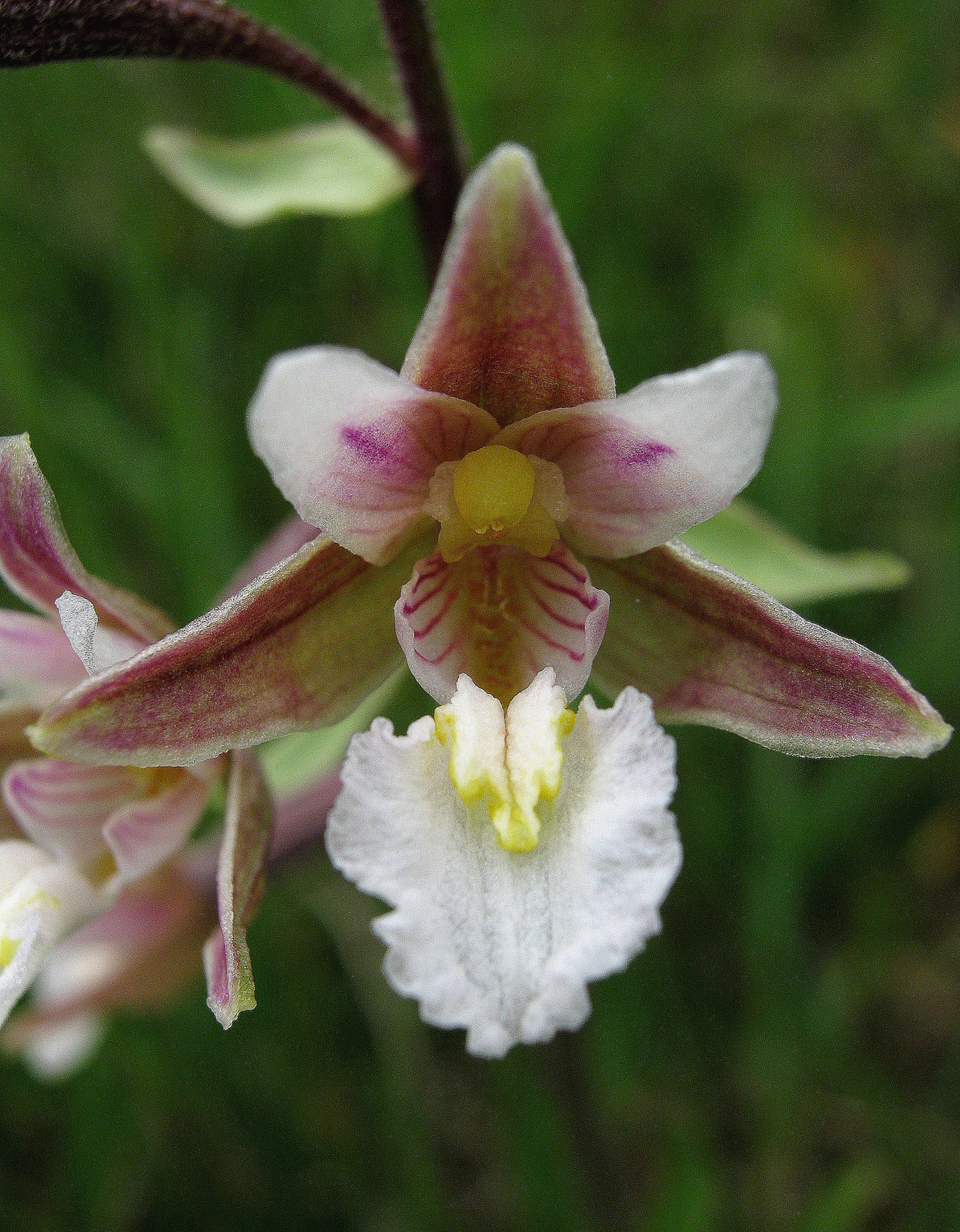 Marsh Helleborine (Epipactis palustris) by Roy Sexton