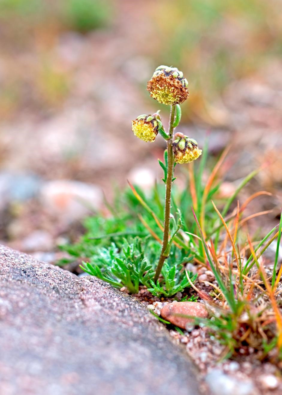 Norwegian Mugwort (Artemisia norvegica), Cul Mor by Simon Harrap