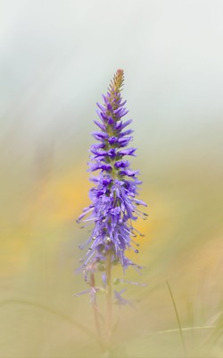 Spiked Speedwell