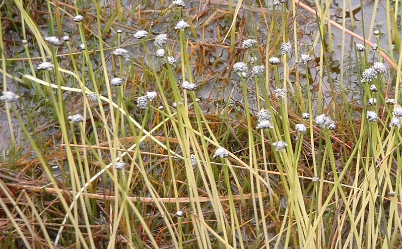 Eriocaulon aquaticum (Pipewort) by Stephen Bungard