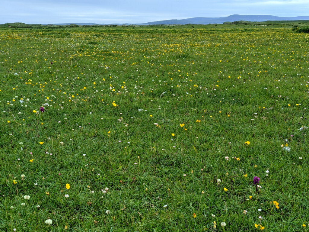 dune grassland with Carex maritima