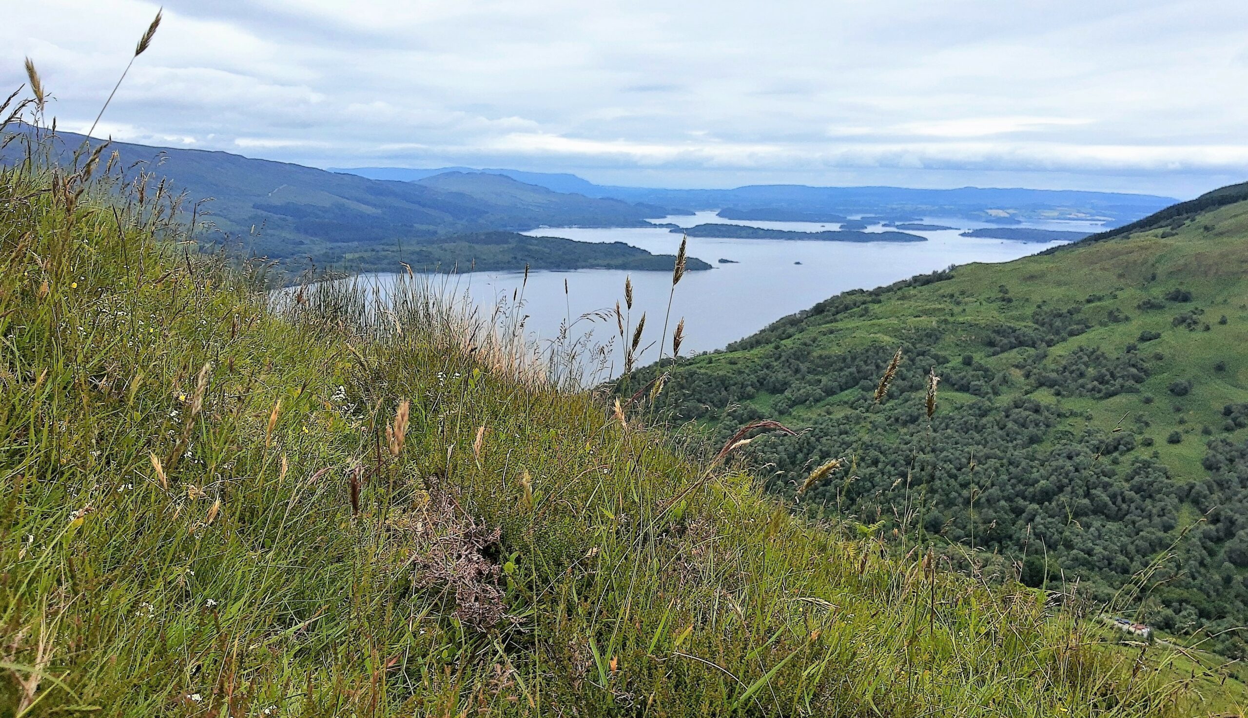 Moorland plants on a steep hillside overlooking Loch Lomond [photo: Liz McTeague]