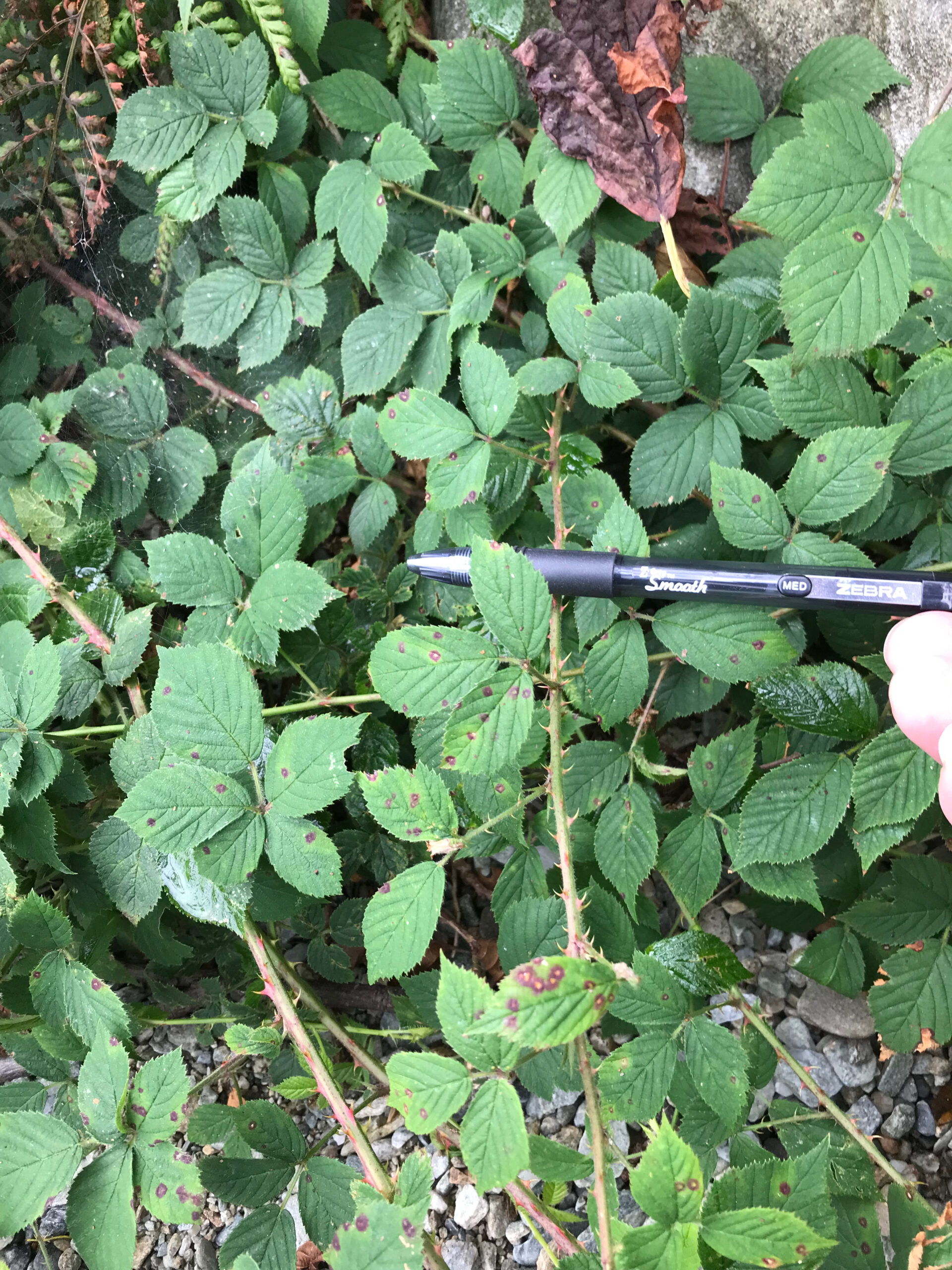 The diminutive leaves of Rubus pistoris (Dwarf Bramble) [photo: Michael Philip]