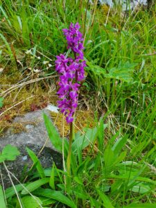 Orchis mascula (Early-purple Orchid) growing on the Gameshope Estate