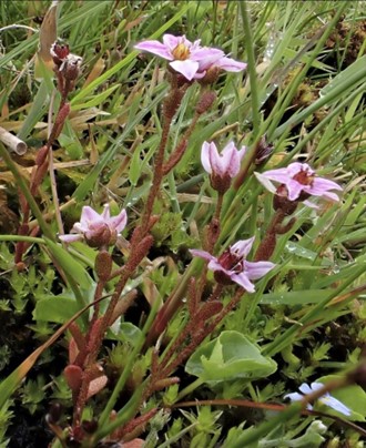 Sedum villosum (Hairy Stonecrop) Wanlockhead 28 July. R. Lamb