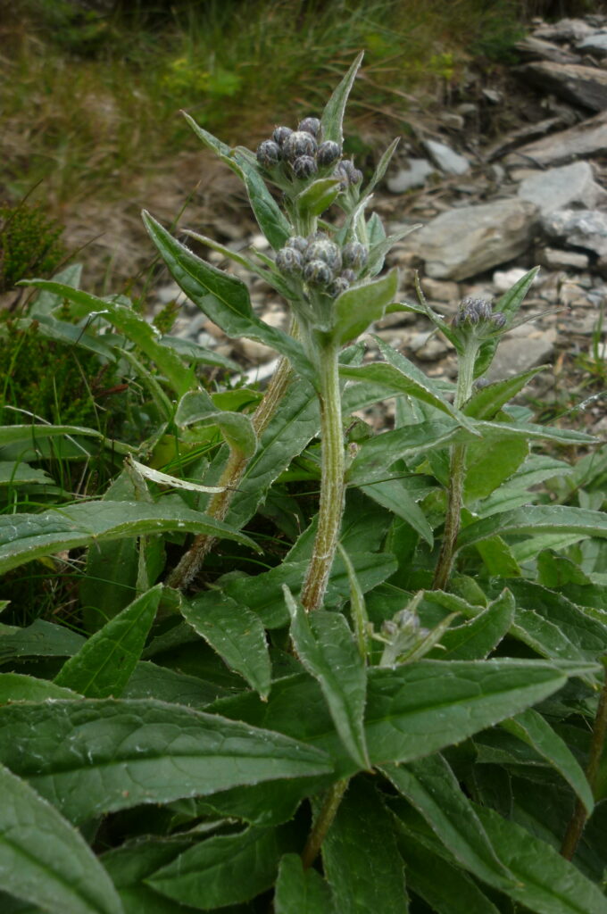 Saussurea alpina (Alpine Saw-wort) on Ben Venue