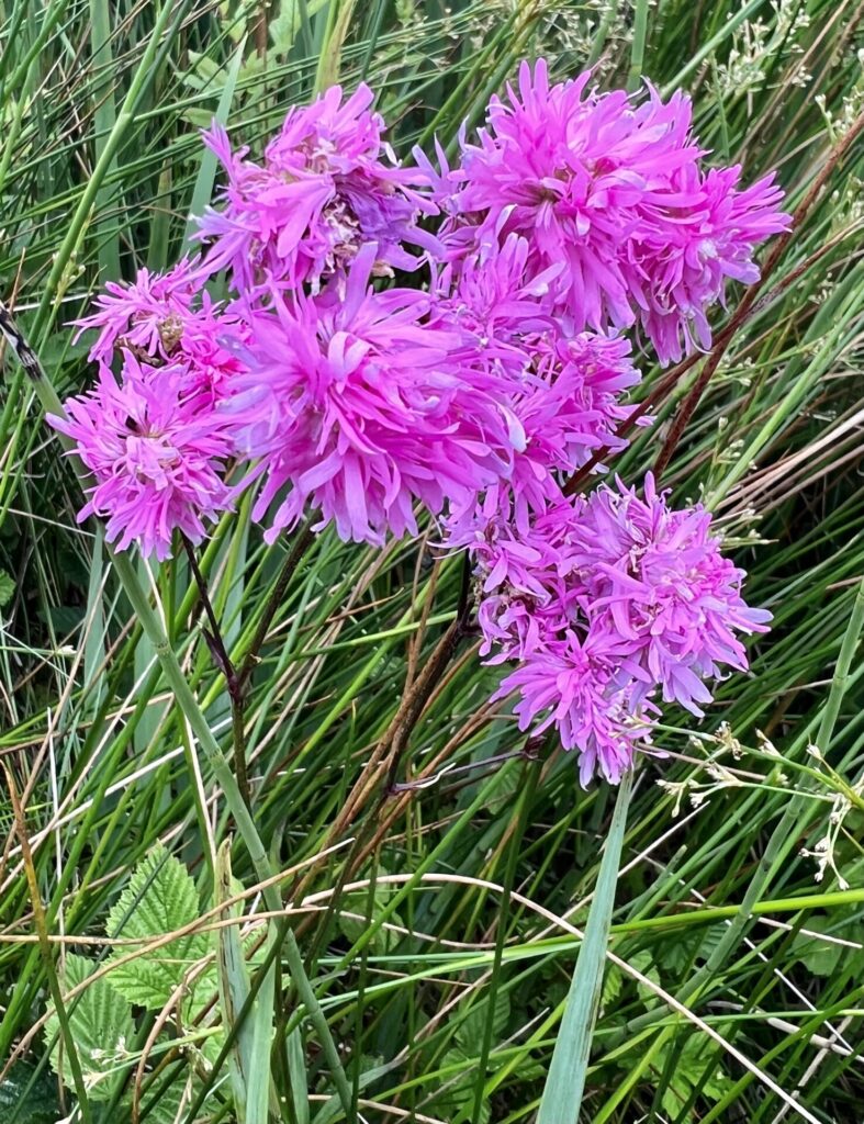 double flowered form of Silene flos-cuculi (Ragged Robin) at Tre'r Gof Fen, N Anglesey, 28 June 2023. Richard Glynne Jones ARPS AIPF