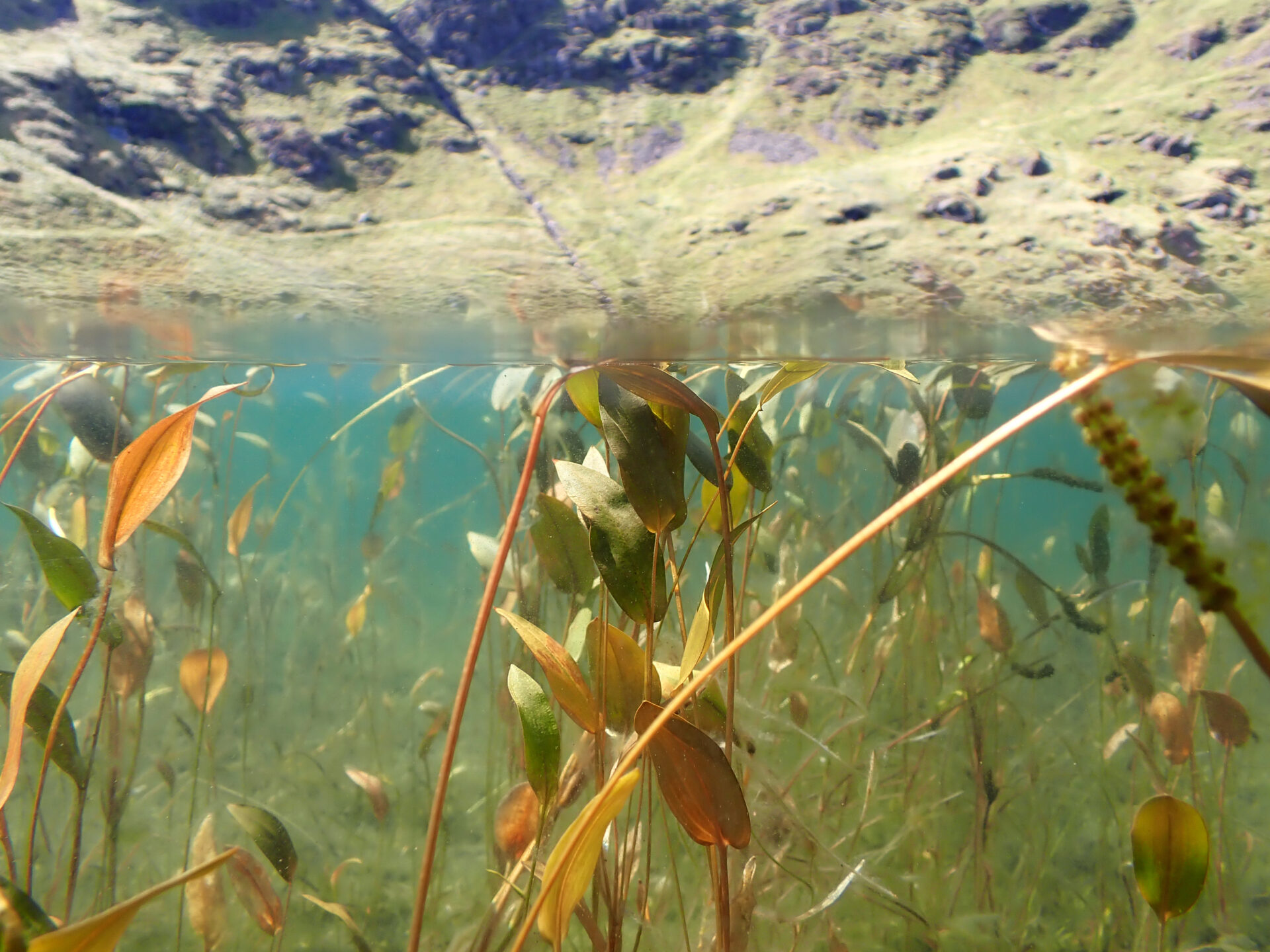 Bog Pondweed (Potamogeton polygonifolius), Bowscale Tarn (VC70), by Thomas Garner