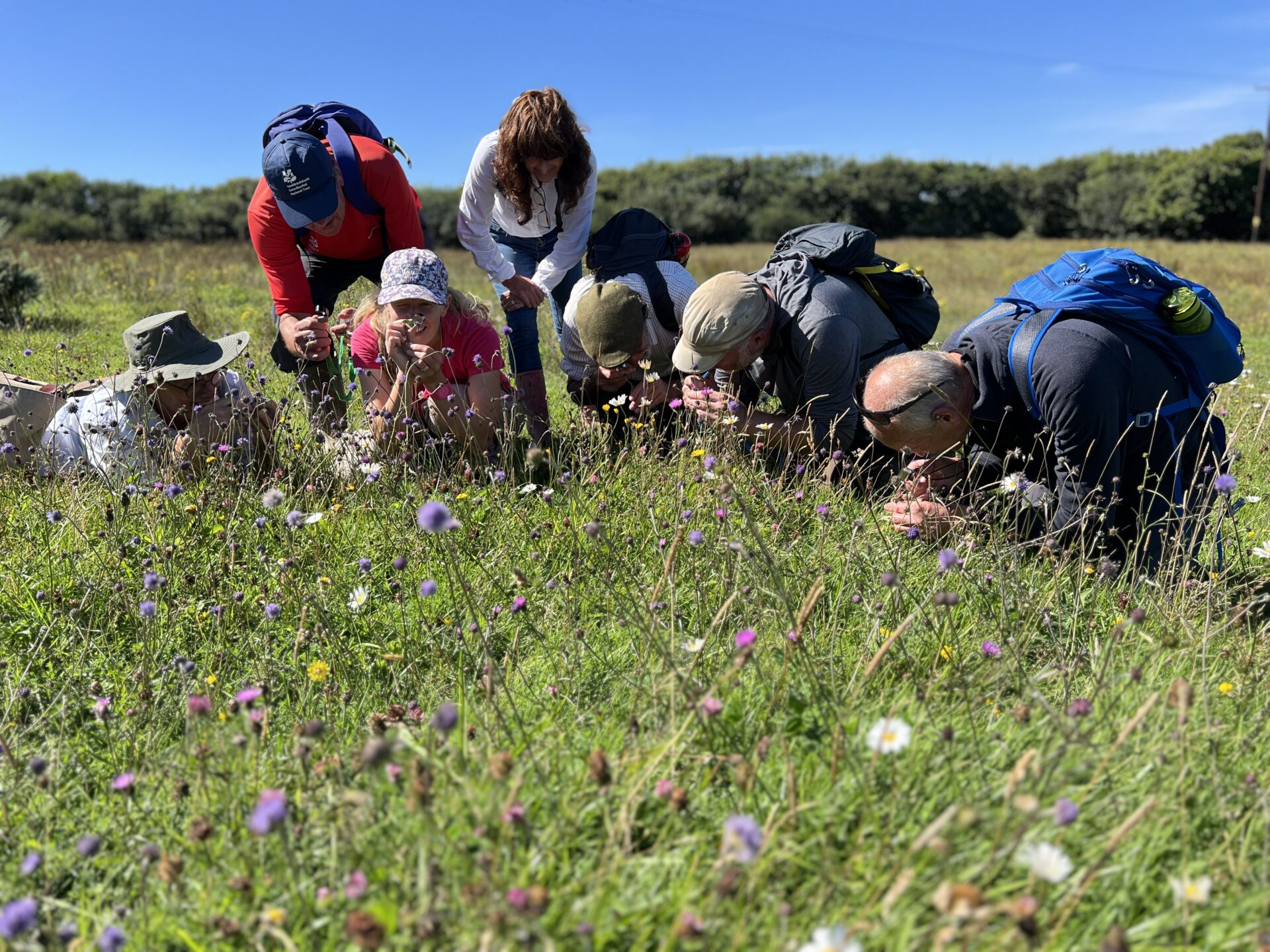 Sharing Meadow Flora, Brownsham Devon by Mary Breeds