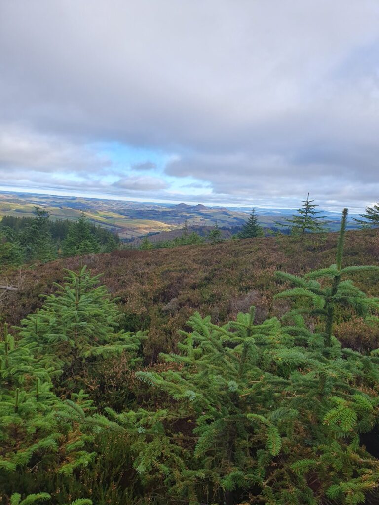 Sitka spruce seedlings colonising Calluna Heath
