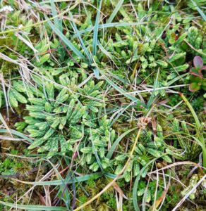 Diphasiastrum alpinum (Alpine Clubmoss), (c) Carol Crawford