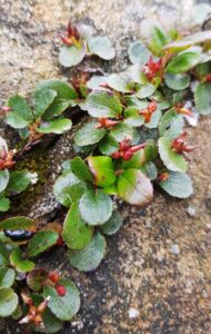 Salix herbacea (Dwarf Willow), (c) Carol Crawford