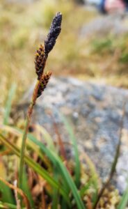 Carex bigelowii (Stiff Sedge), (c) Carol Crawford