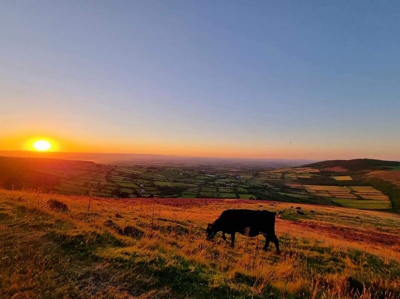 Sunset Heather, Mount Lenister, Co Carlow by Andrea Doyle McCabe