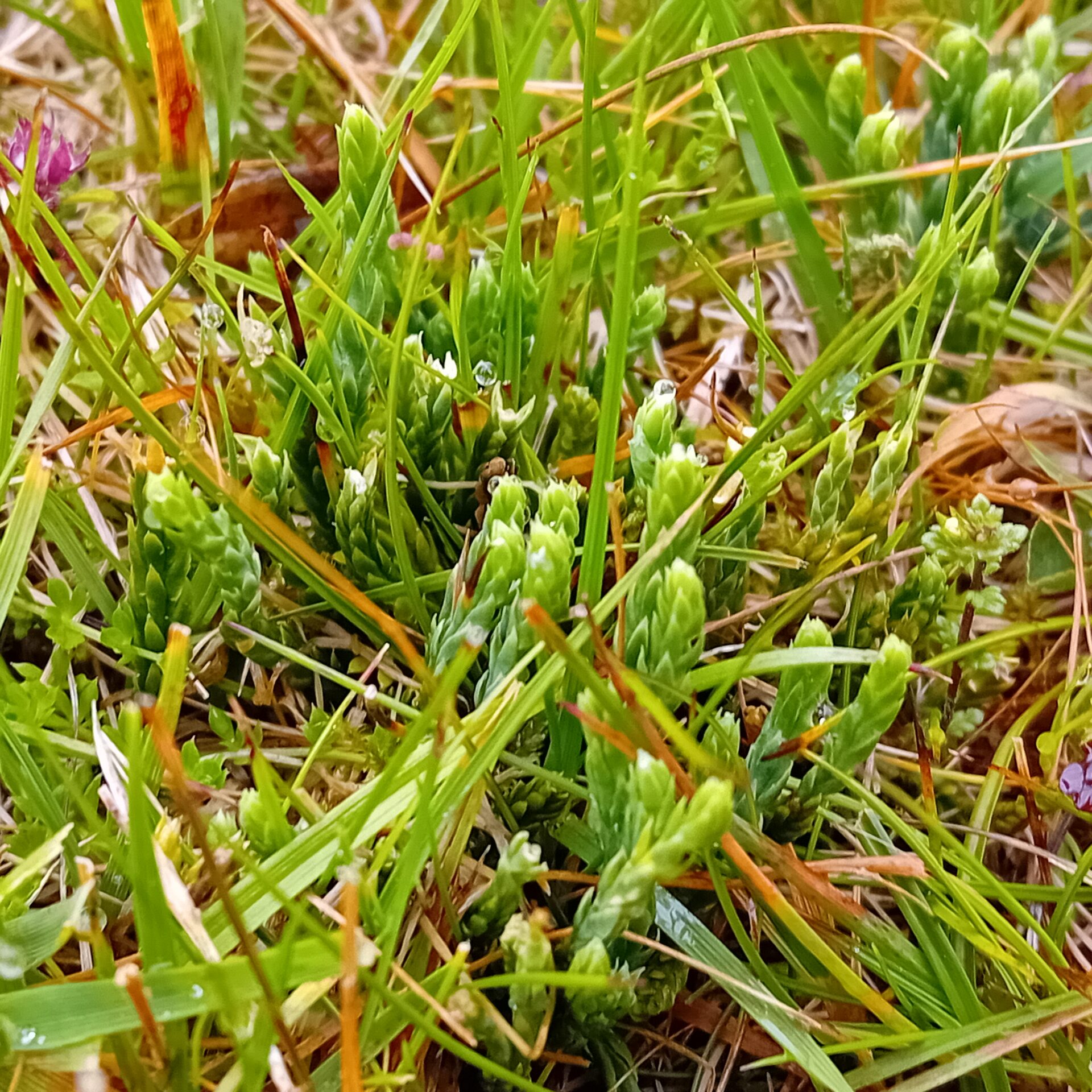 Alpine Clubmoss (Diphasiastrum alpinum)
