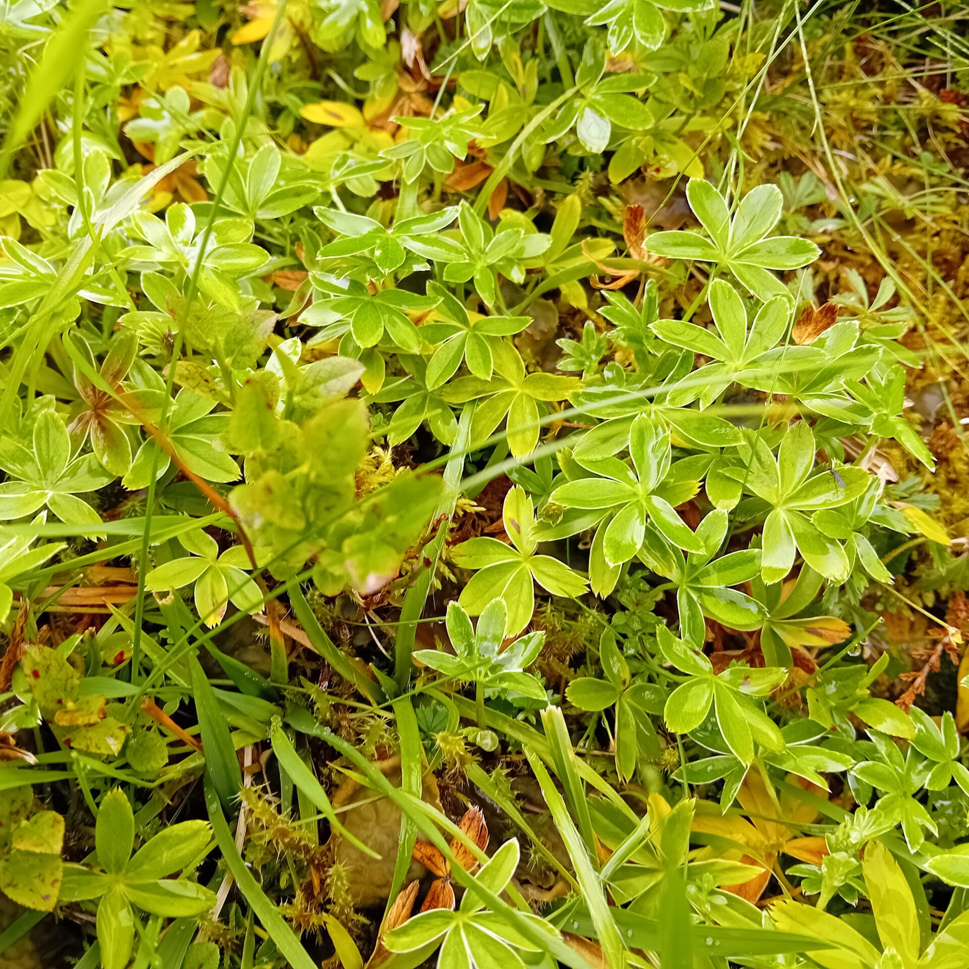 ‘s-mantle (Alchemilla alpina)