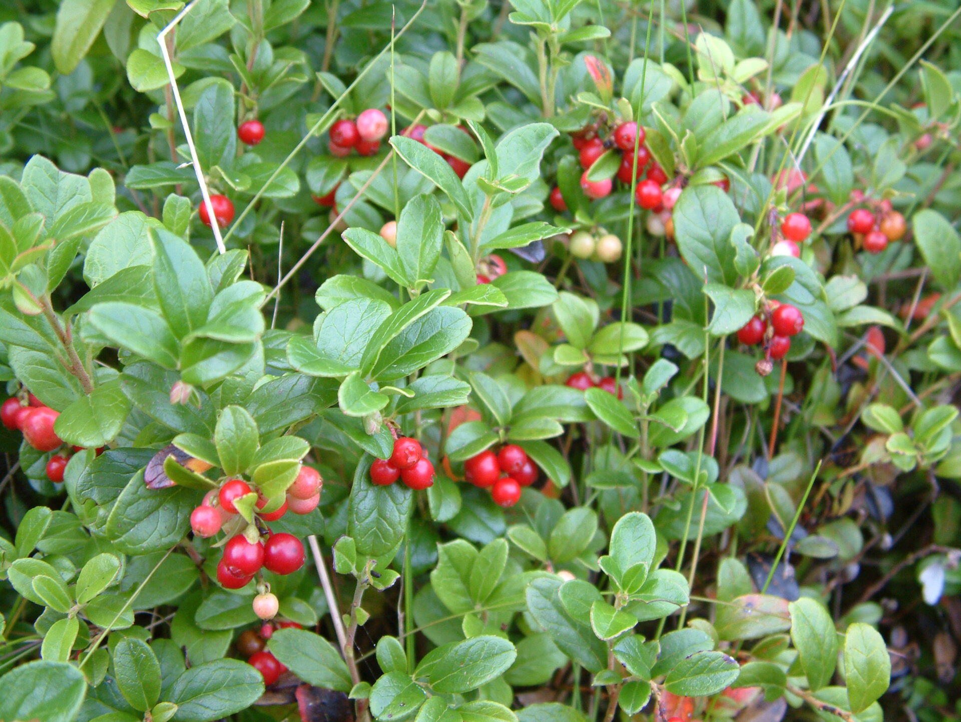 Cowberry (Vaccinium vitis-idaea)