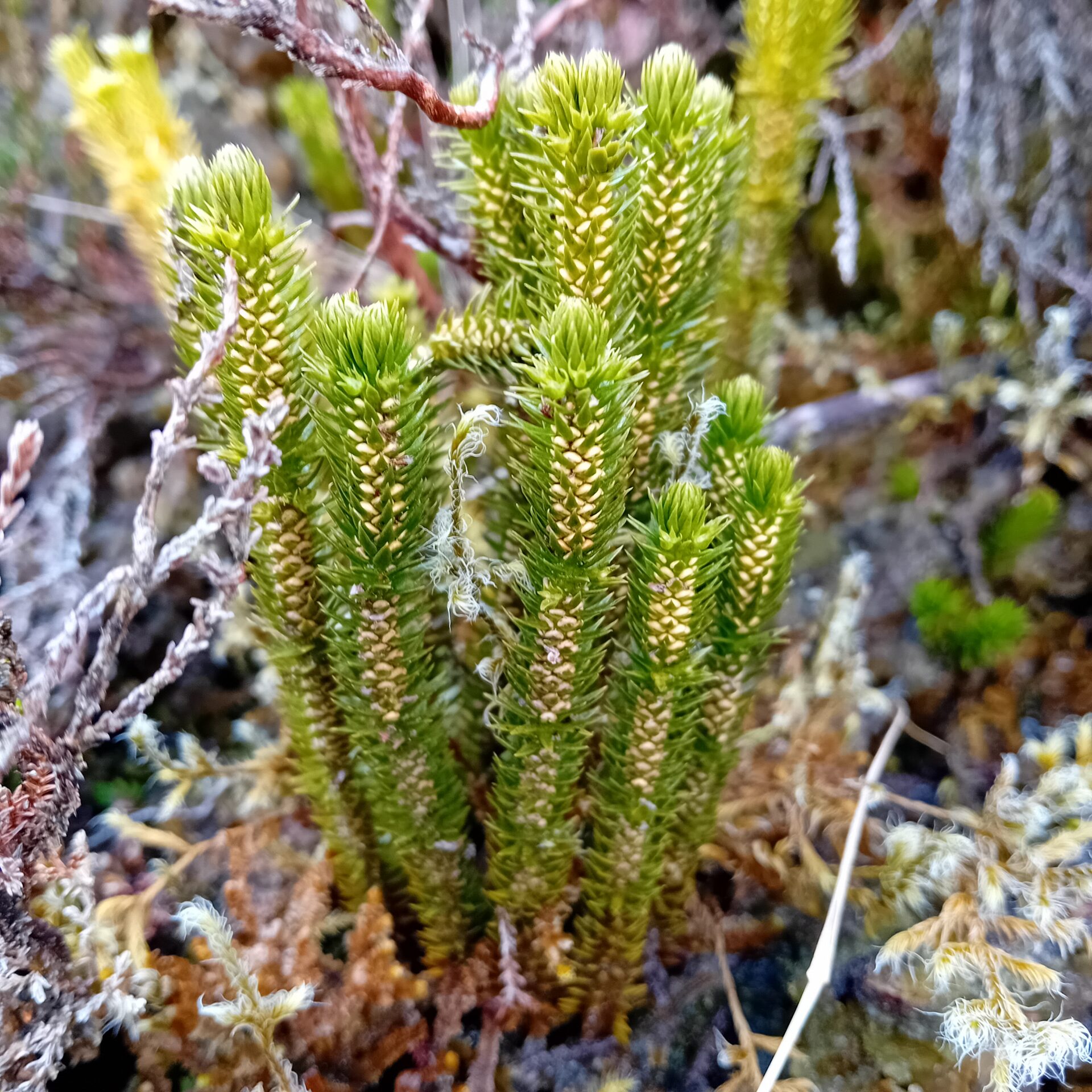 Fir Clubmoss (Huperzia selago) 1