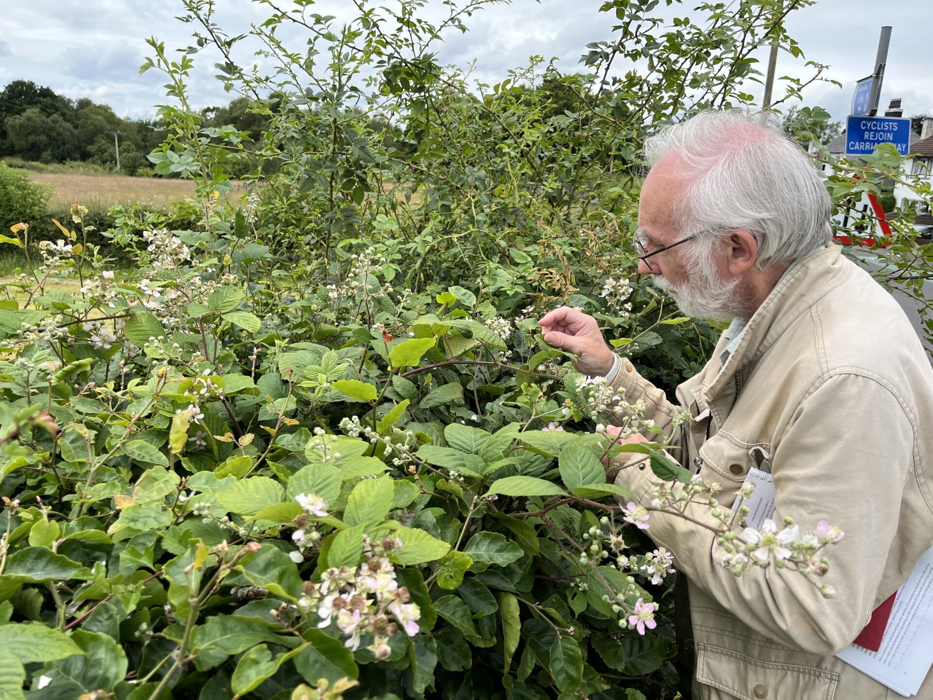 Angus examining a bramble