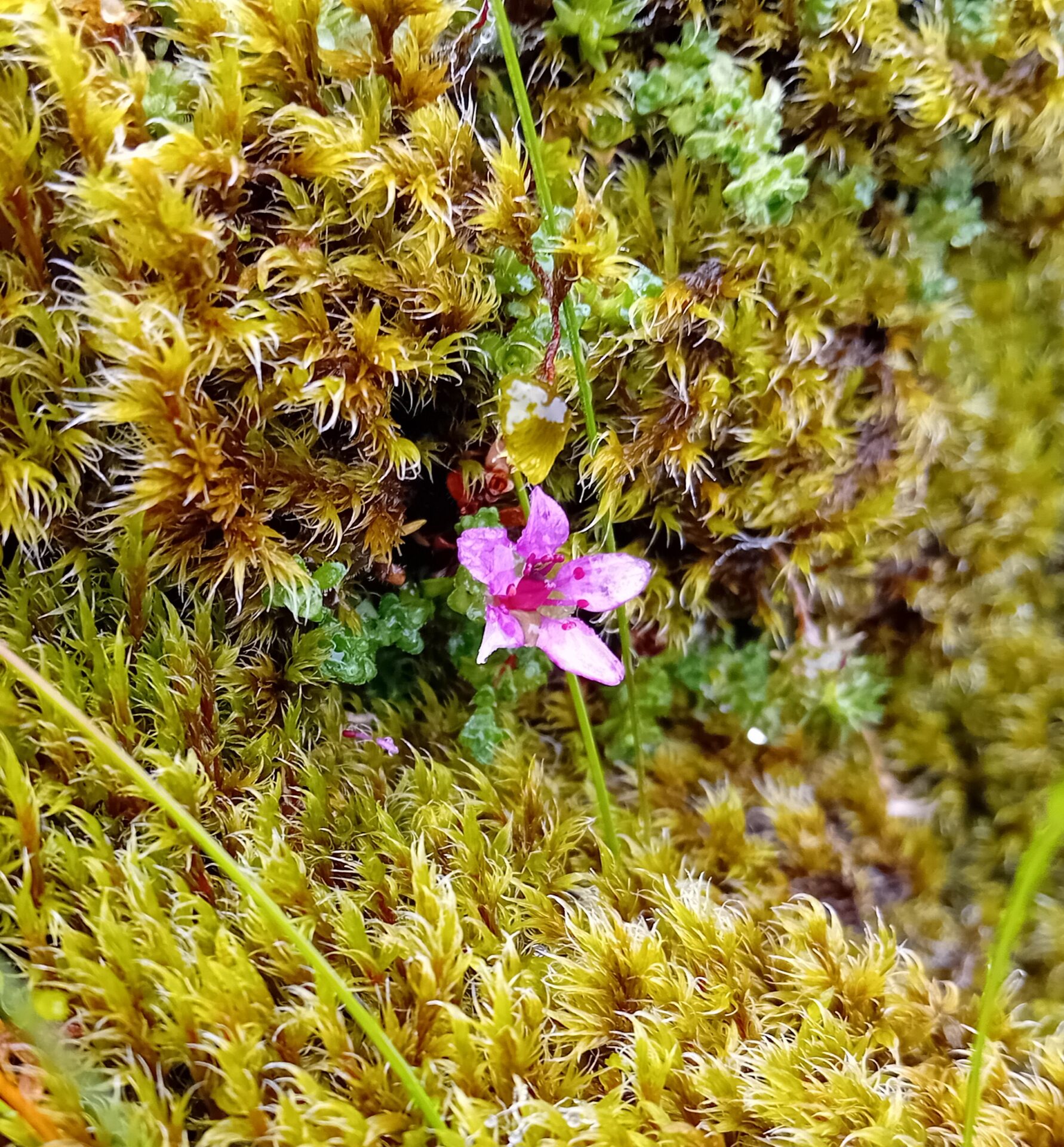 Purple Saxifrage (Saxifraga oppositifolia)