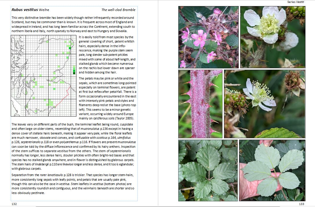 sample 2-page spread from Brambles of Scotland