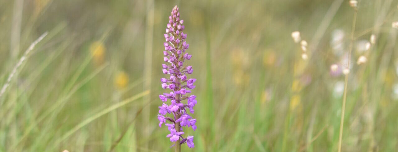 marsh-fragrant-orchid-gymnadenia-densiflora-offaly-by-aoife-embleton_summer_52499485549_o