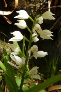 Cephalanthera-Taynish-2-200×300
