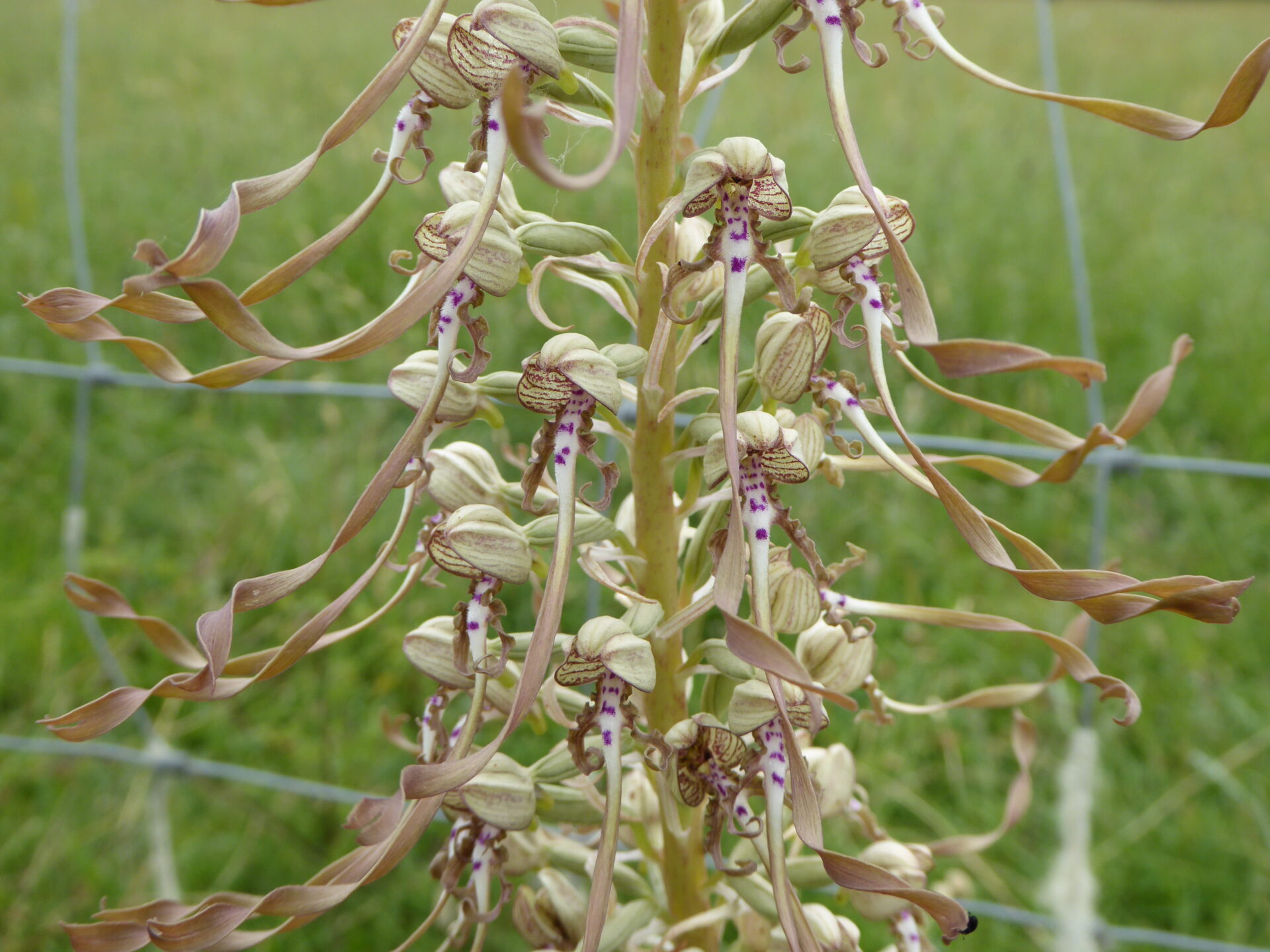Lizard Orchid (Himantoglossum hircinum)