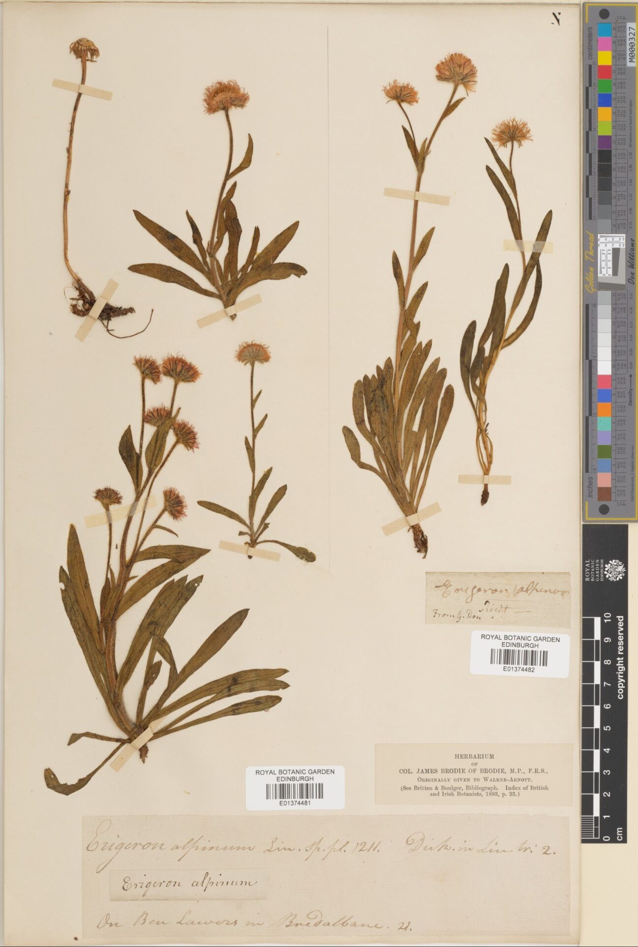 Digitised RBGE Herbarium specimen of Erigeron borealis (Alpine Fleabane) from Ben Lawers Digitised RBGE Herbarium specimen of Erigeron borealis (Alpine Fleabane) from Ben Lawers