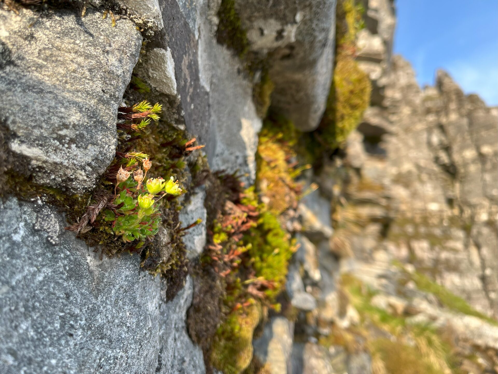 Saxifraga cespitosa (Tufted Saxifrage) - one of just three known plants at its site in the Grey Corries, Westerness - Matt Harding