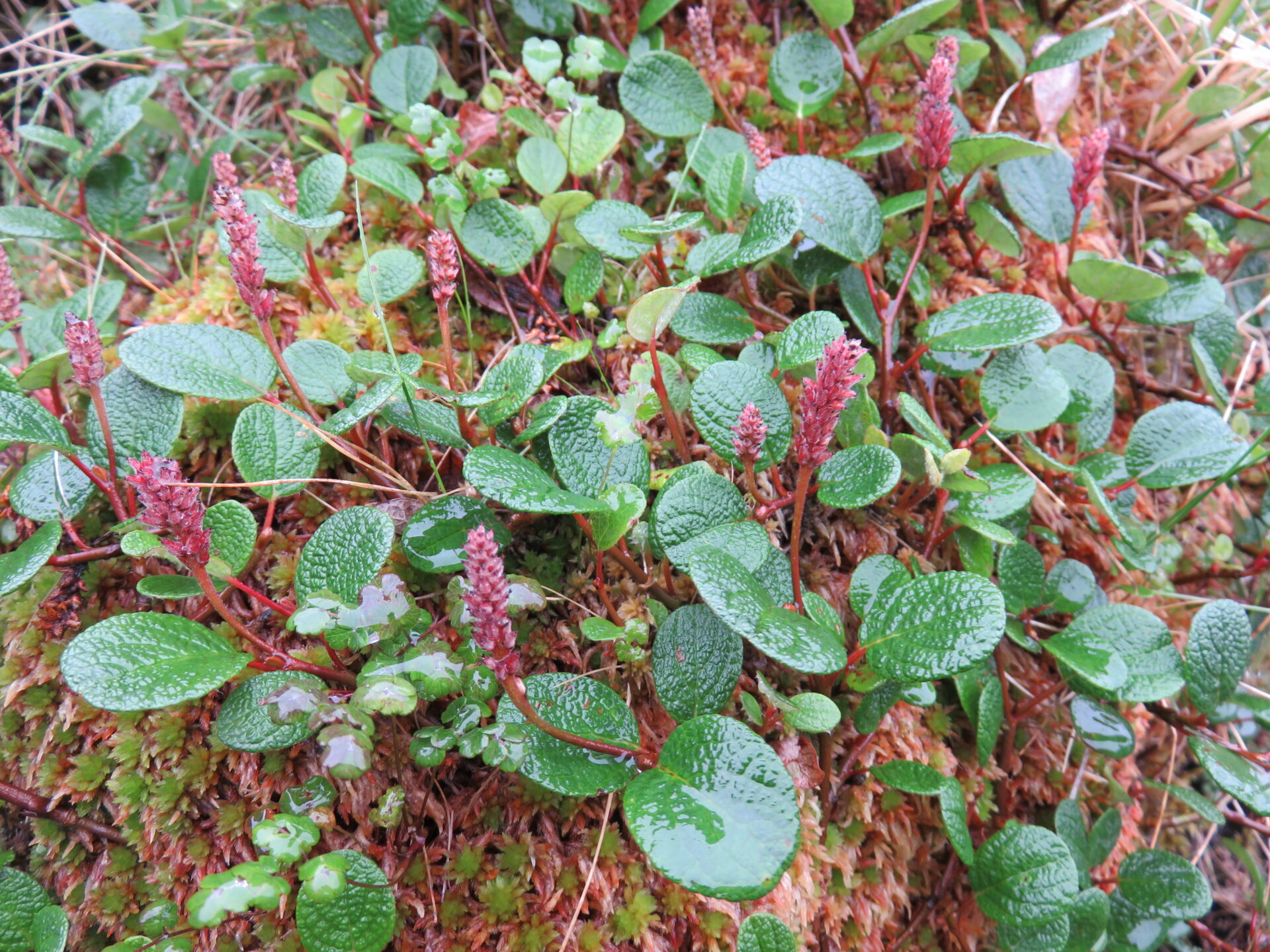 Salix reticulata (Net-leaved Willow) in the rain in Glen Lyon - Matt Harding Salix reticulata (Net-leaved Willow) in the rain in Glen Lyon - Matt Harding