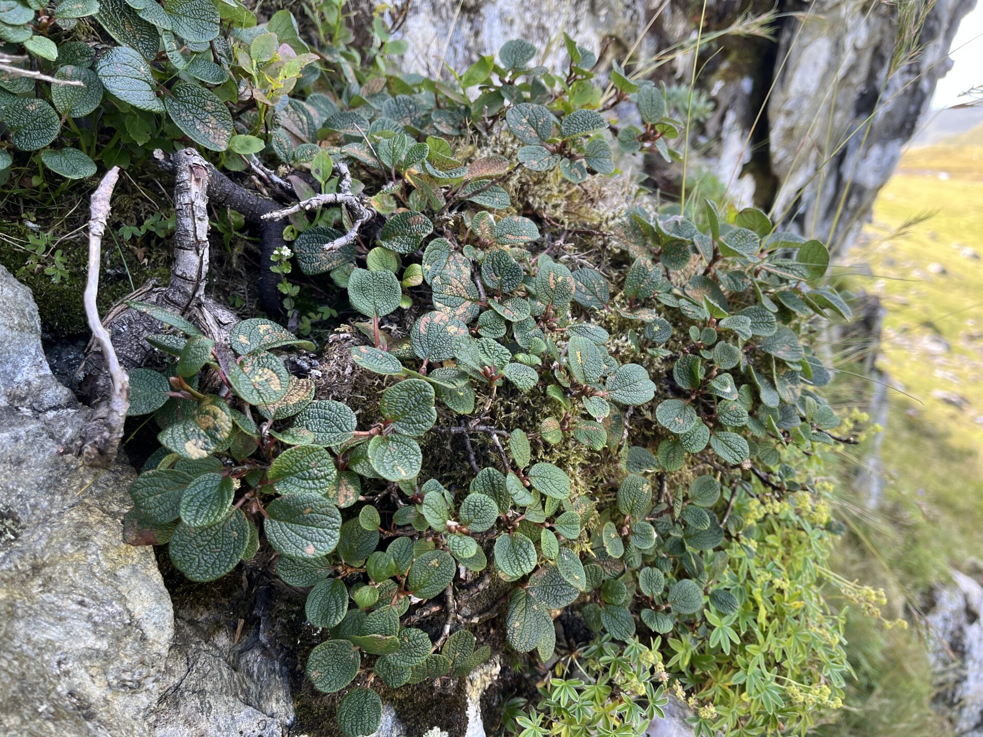 Salix reticulata (Net-leaved Willow) on Ben Lawers - Matt Harding