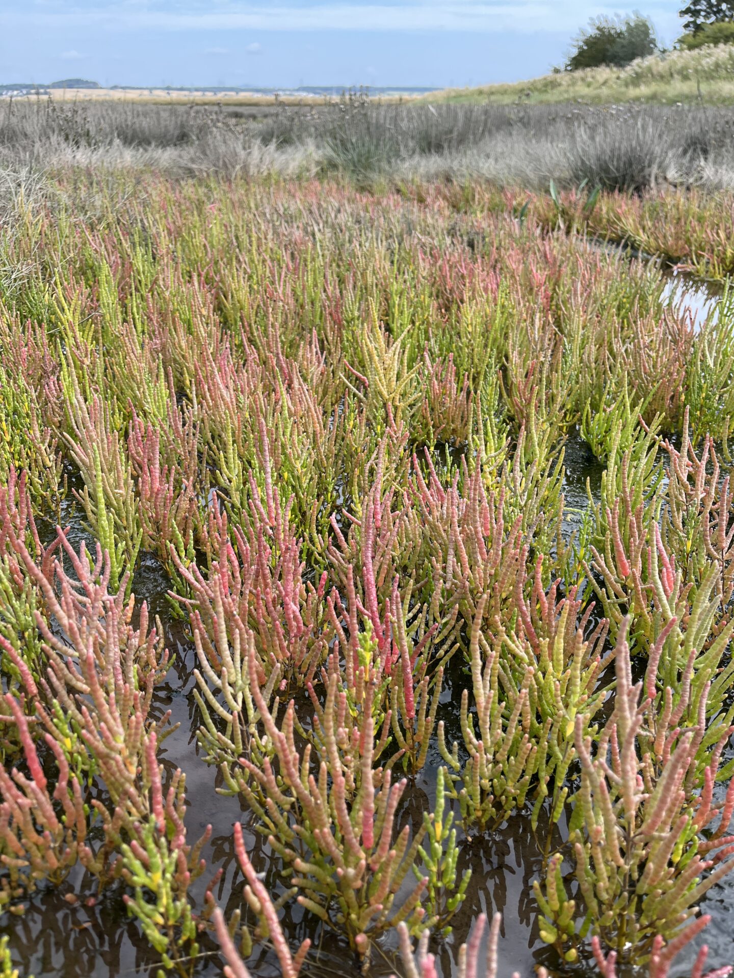 A mixed species Salicornia (Glasswort) sward at Skinflats, Stirlingshire - Matt Harding