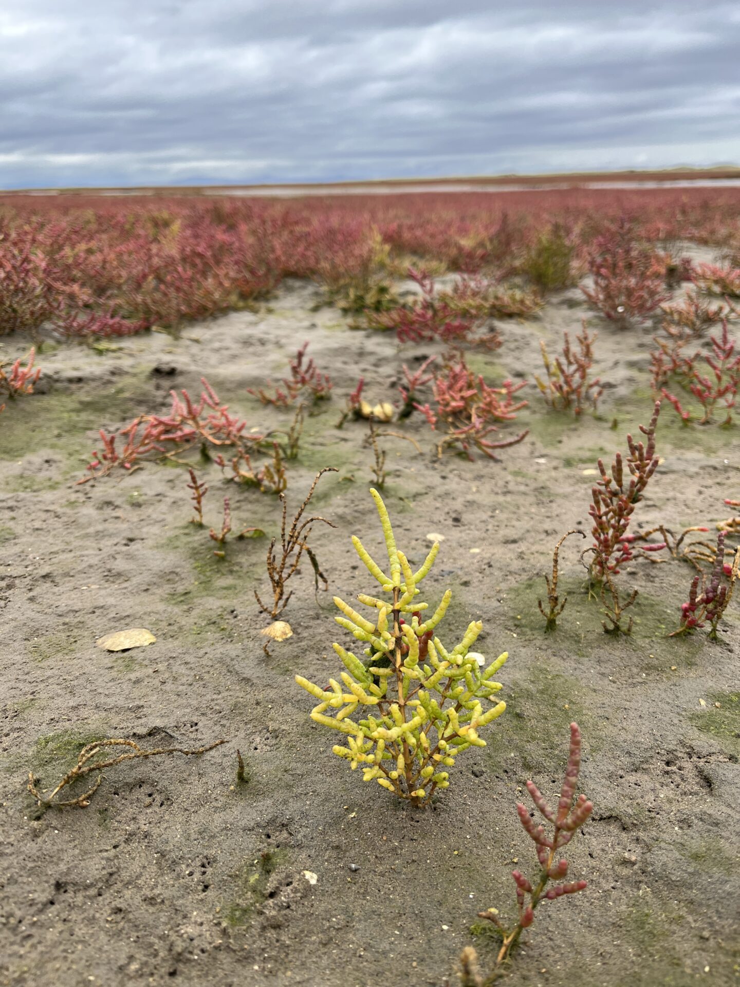 Salicornia fragilis (Yellow Glasswort) standing out amongst the S. ramosissima (Purple Glasswort) at Aberlady Bay, East Lothian - Matt Harding Salicornia fragilis (Yellow Glasswort) standing out amongst the S. ramosissima (Purple Glasswort) at Aberlady Bay, East Lothian - Matt Harding