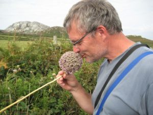 Allium referee