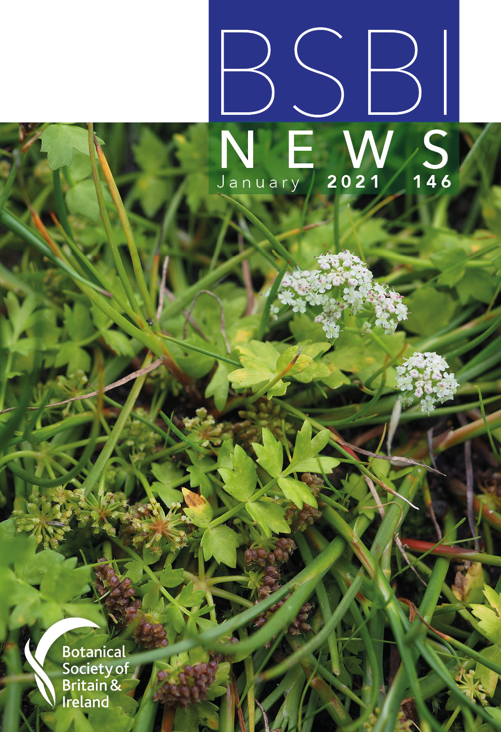 BSBI News 146 cover medium