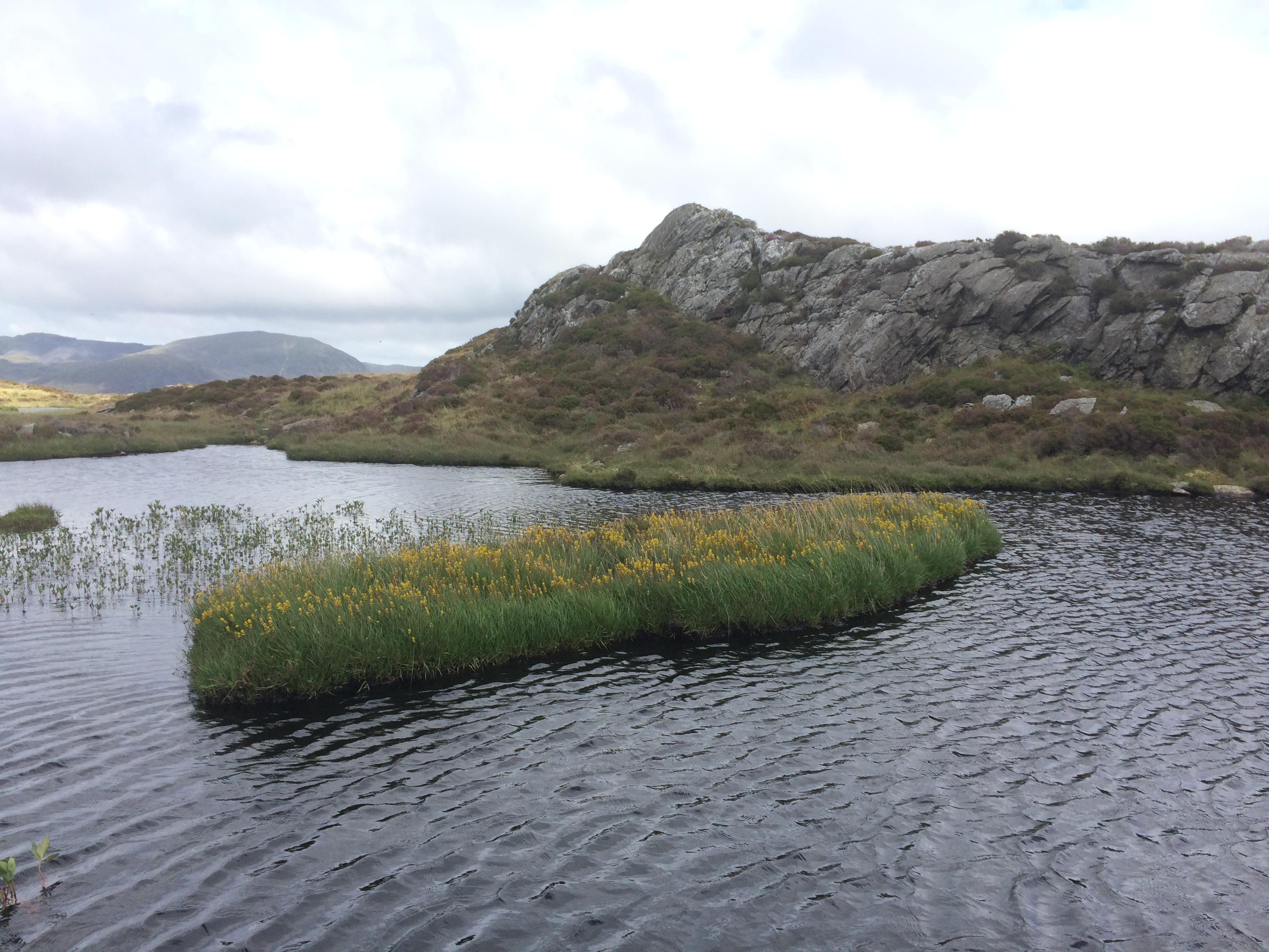 Bog Asphodel islet on Mynydd Bach, above Tanygrisiau
