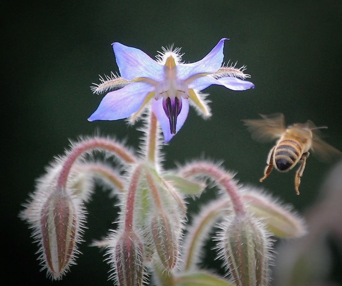 Borage (Borago officinalis) by Boots Hackman Borage (Borago officinalis) by Boots Hackman