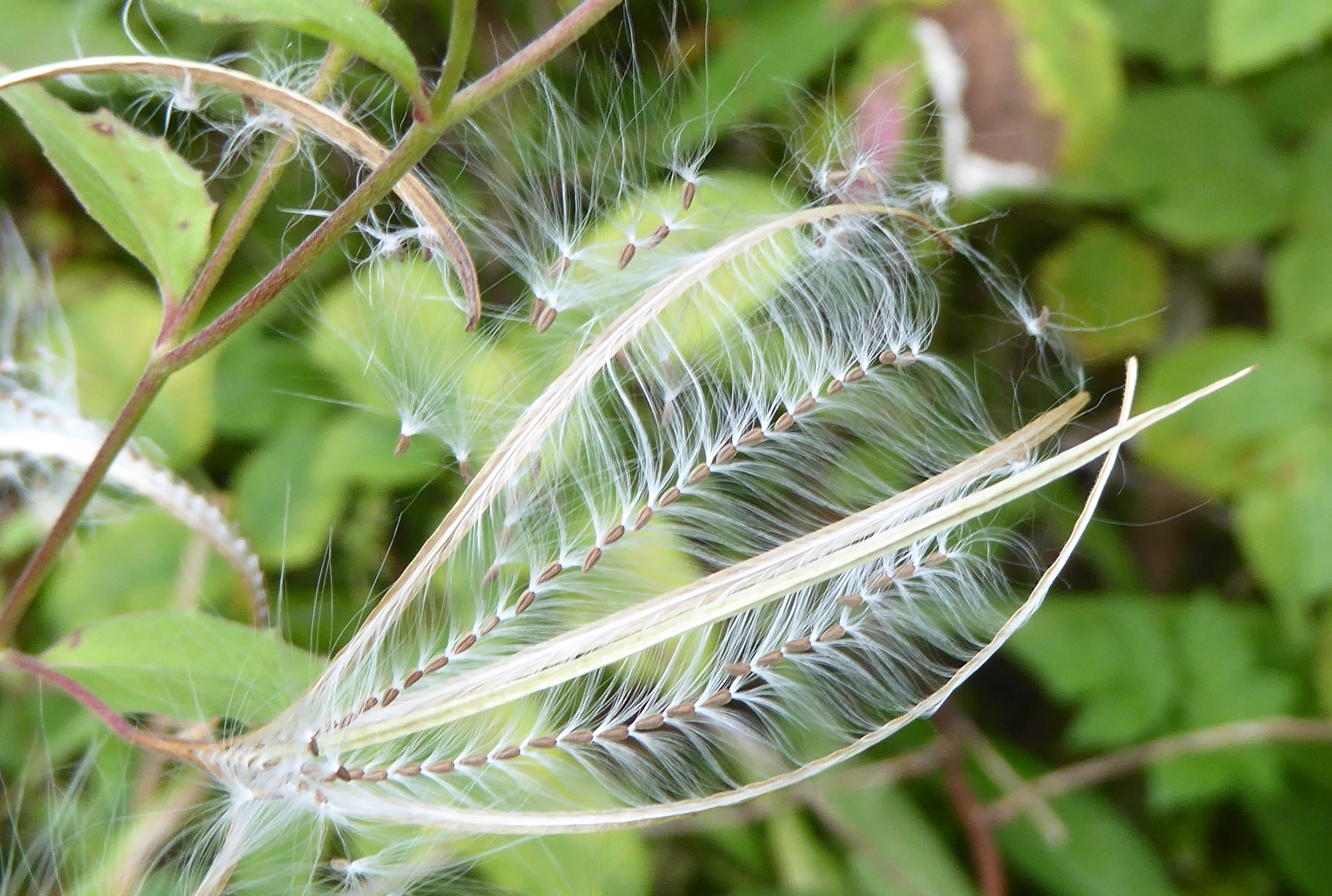 Broad-leaved Willowherb (Epilobium montanum), Fife by Alison Davies