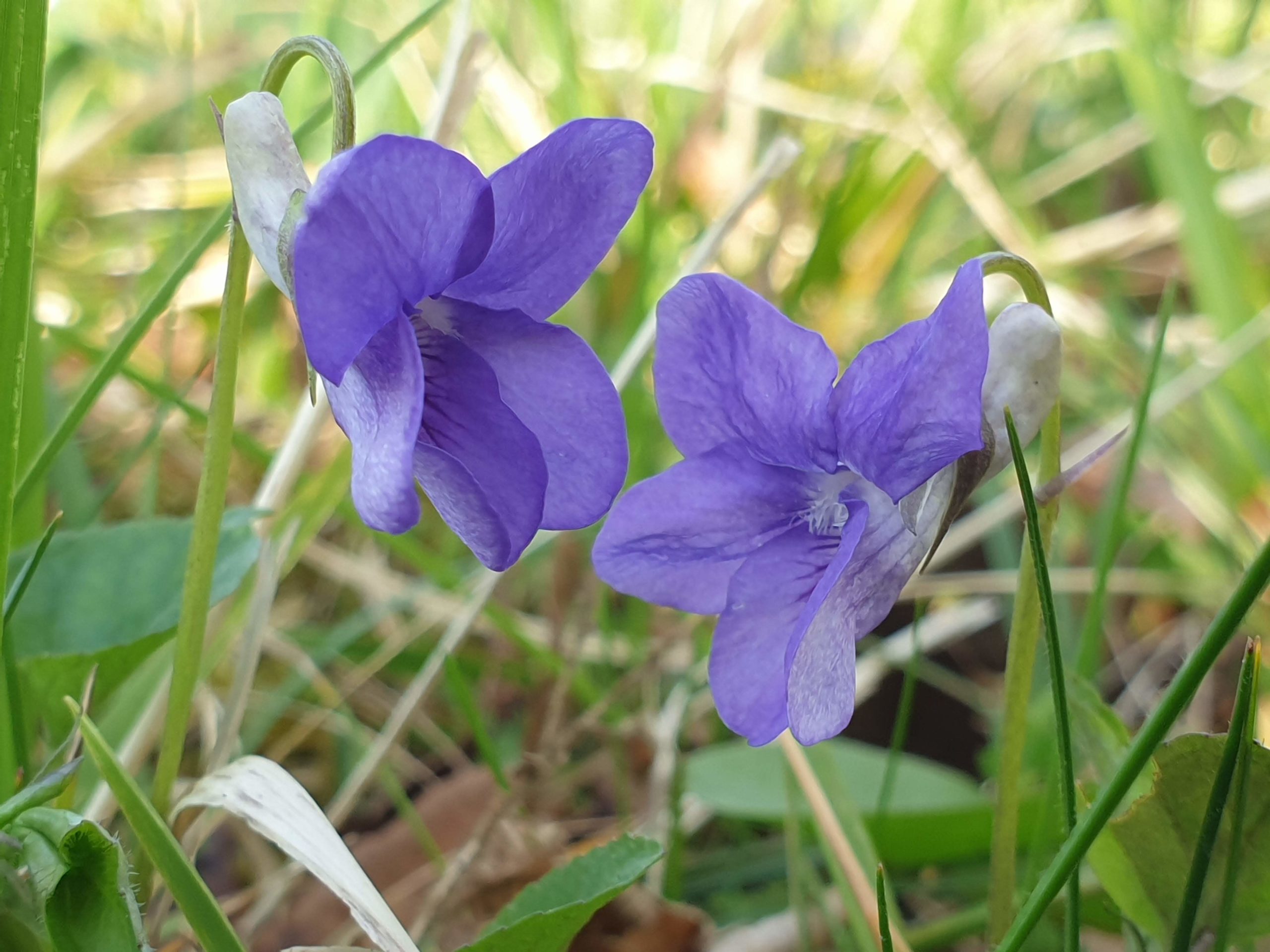 Common Dog-violet. Image: Kevin Widdowson