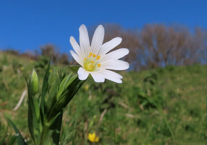 Greater Stitchwort. Image: Karen Woolley