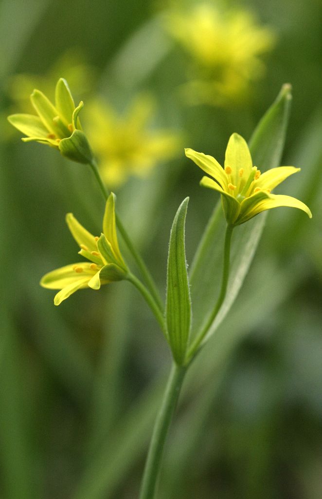 Gagea lutea