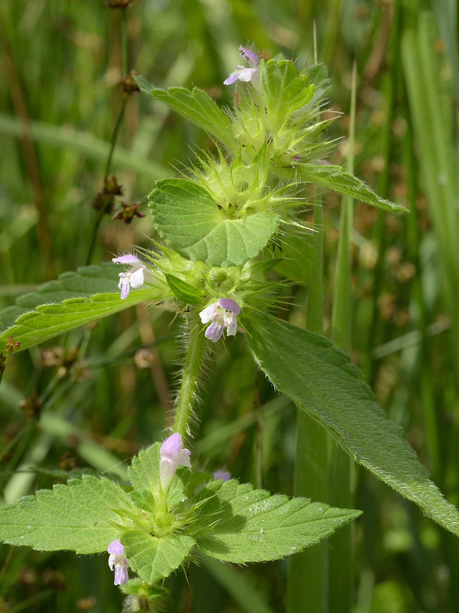 Galeopsis bifida