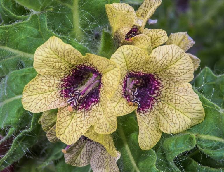 Henbane. Image by Chris Jeffree