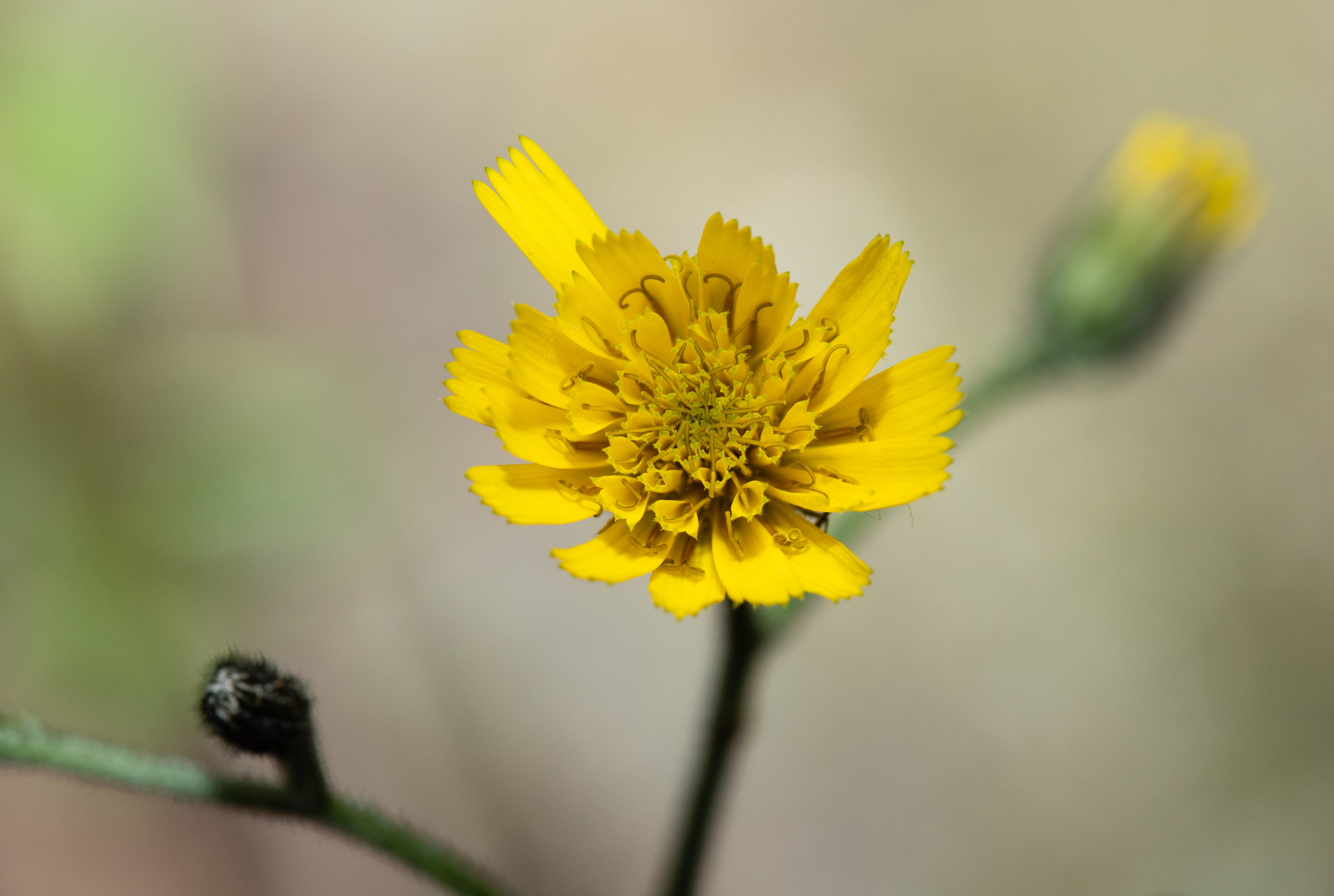 Hieracium argillaceum in S. Lincs on NYPH 2020. Image: S. Lambert