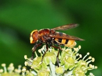 Hornet hoverfly
