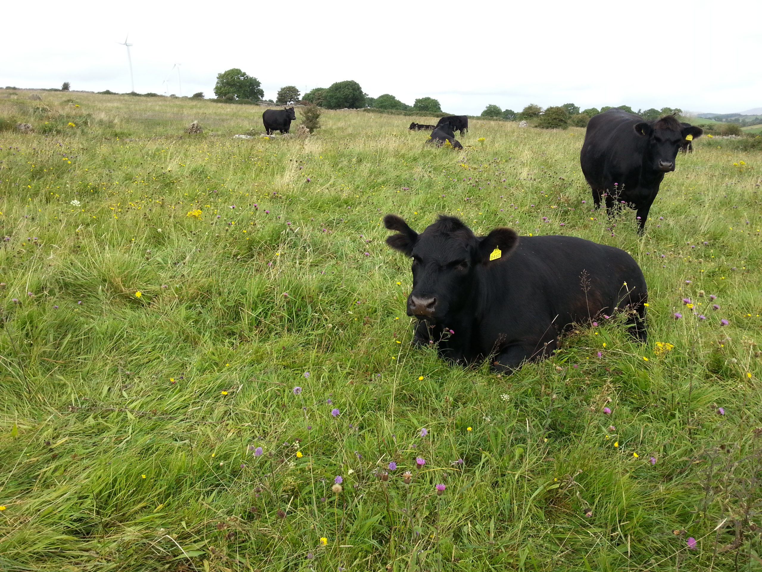 Meadow grazing by Jim Martin ©NPWS